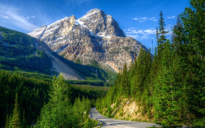 Mountain Road in Forest — Green, Serene