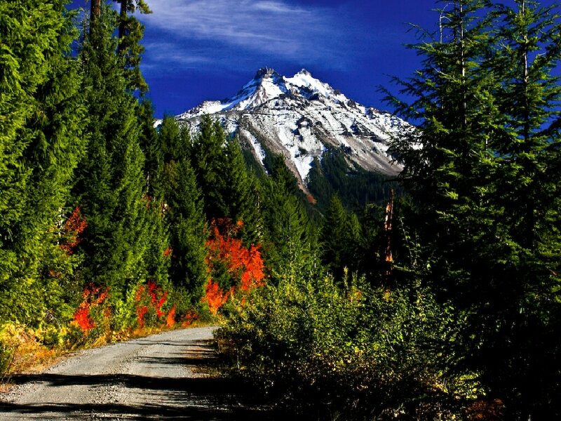 Mountain road through forest