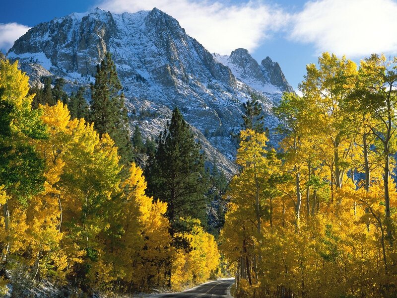 Mountain Road with Autumn Trees — Yellow, Serene