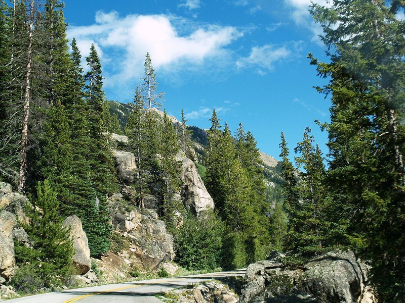 Mountain Road with Pine Trees