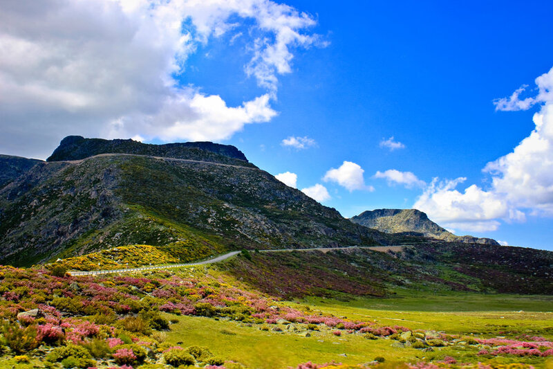 Mountain Road with Wildflowers