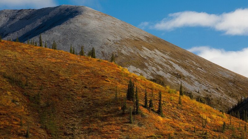 Mountain Slope with Autumn Foliage — Orange, Serene