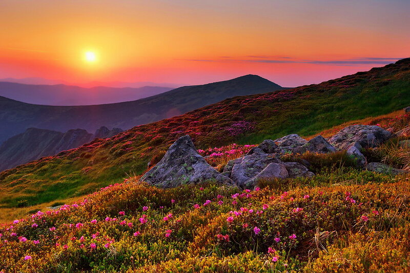 Mountain Slope with Flowers