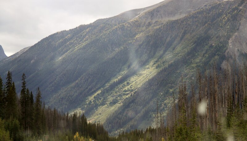 Mountain Slope with Forest