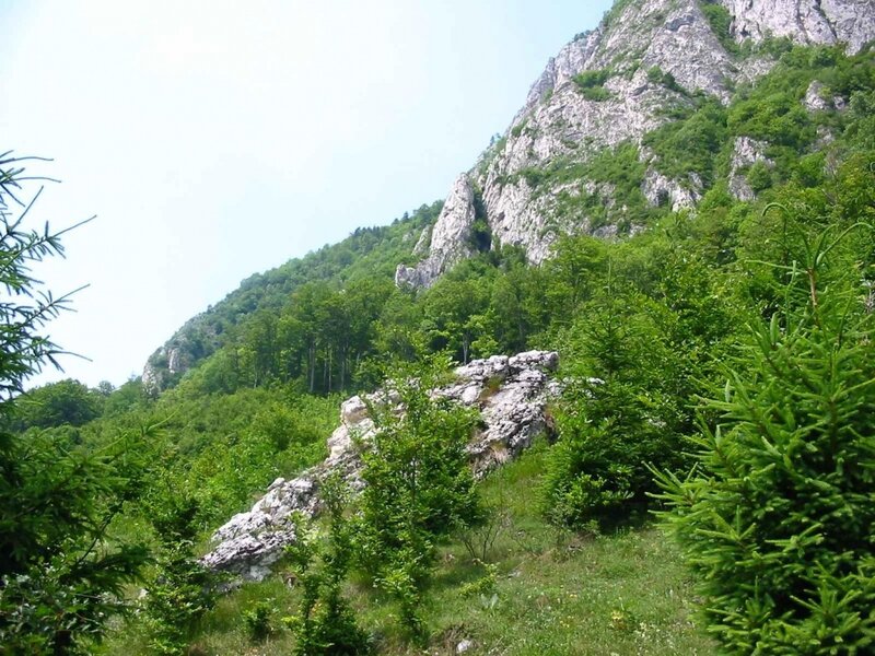 Mountain Slope with Trees — Green, Serene, Afternoon