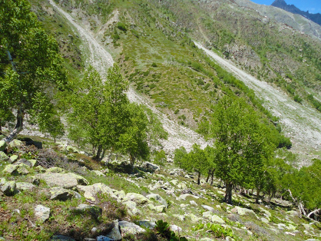 Mountain slope with trees
