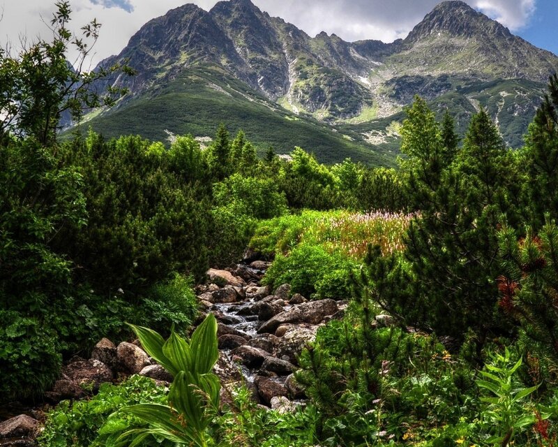 Mountain stream in a forest