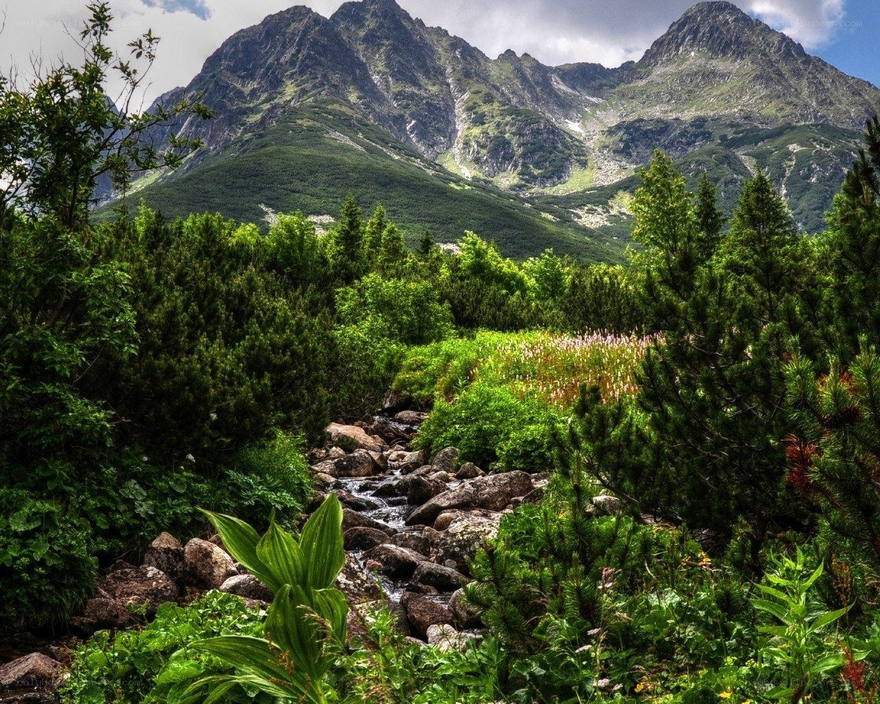 Mountain stream in a forest