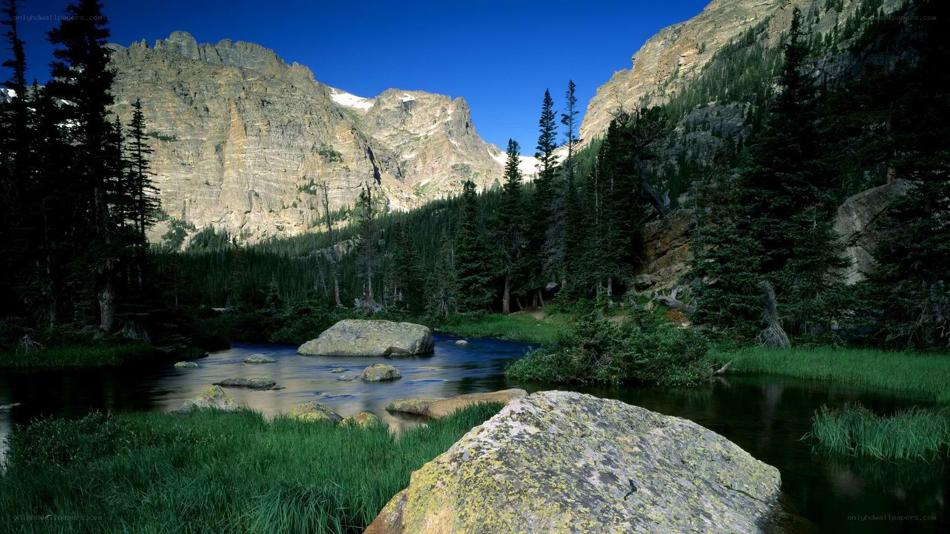 Mountain stream in a forest