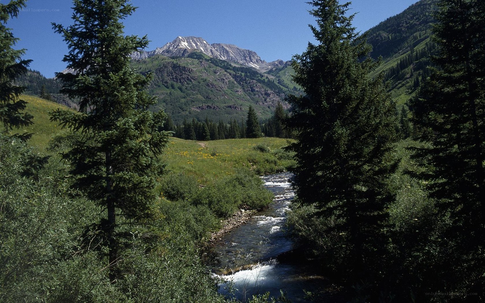 Mountain stream in a forest valley