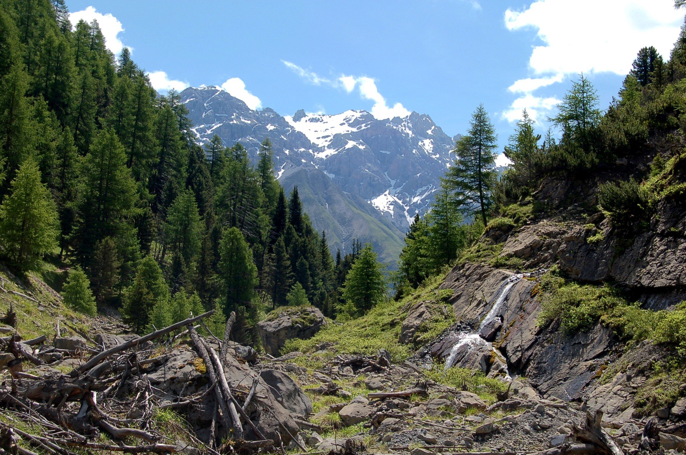 Mountain stream in a forested valley
