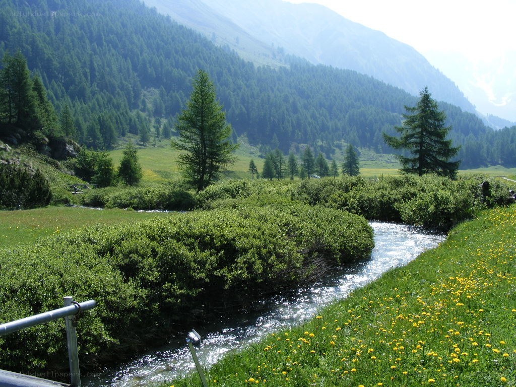 Mountain stream in a green valley