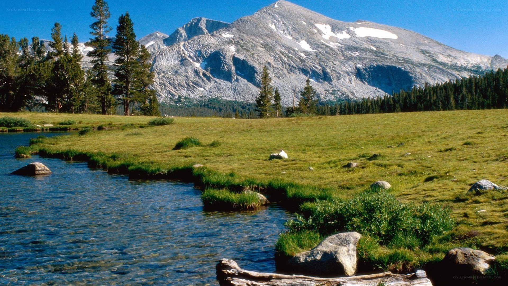 Mountain stream in a meadow