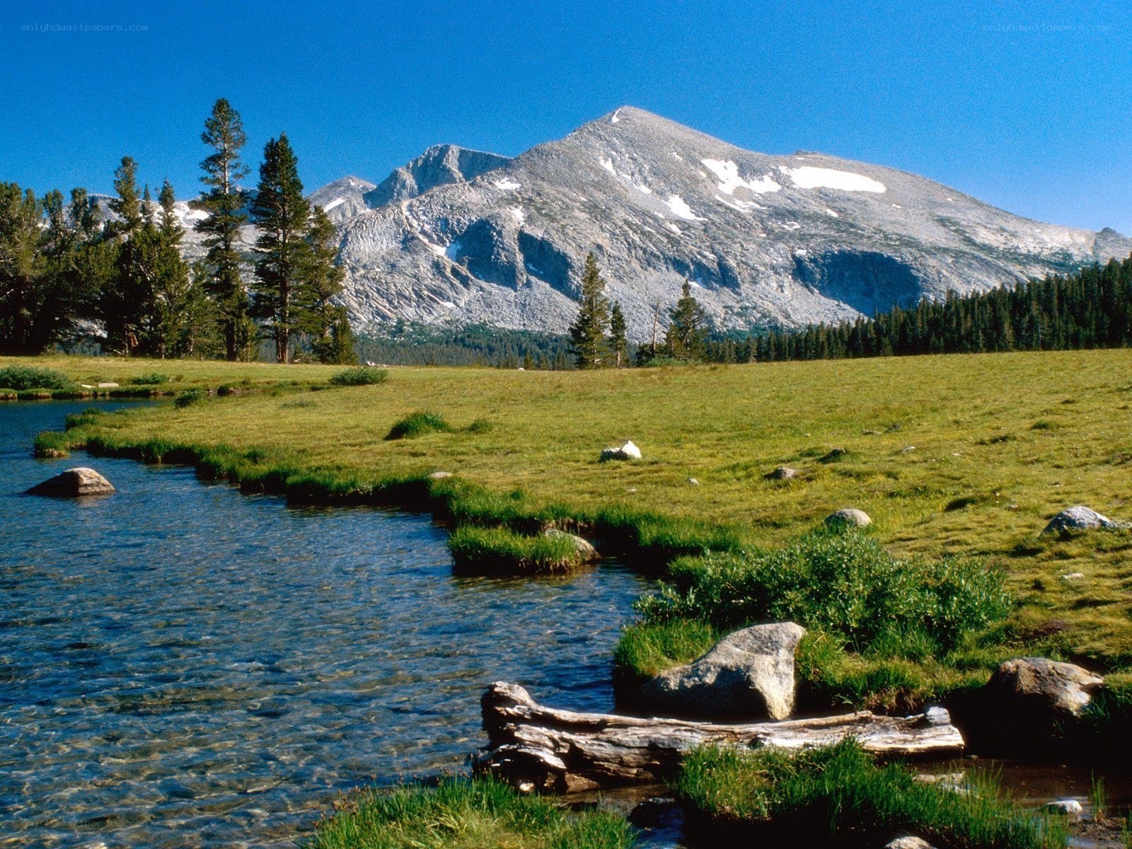 Mountain stream in a meadow