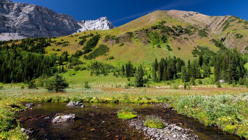 Mountain stream in alpine meadow