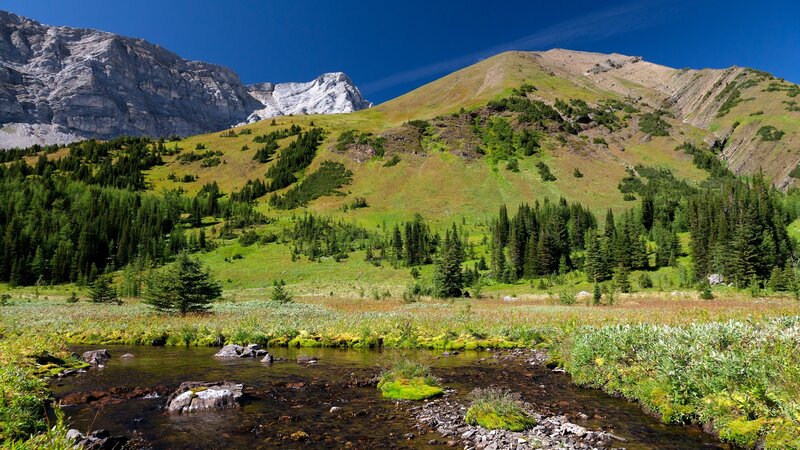 Mountain stream in alpine meadow