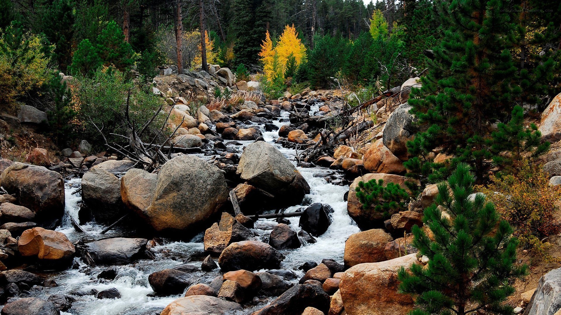 Mountain stream in autumn forest