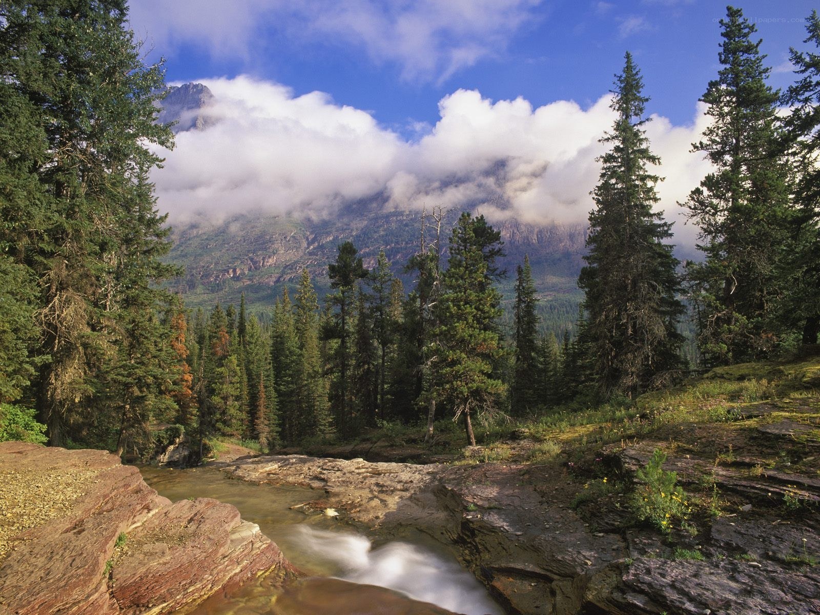 Mountain stream in forest