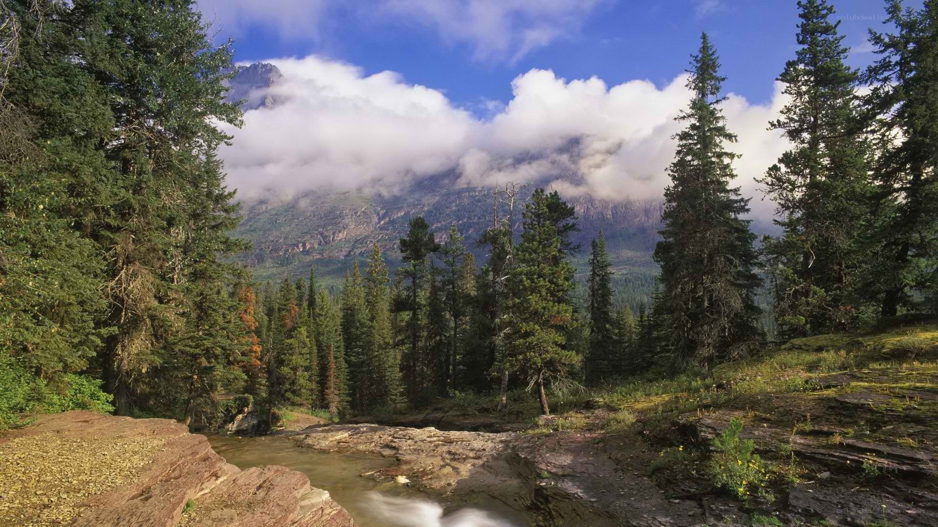 Mountain stream in forest