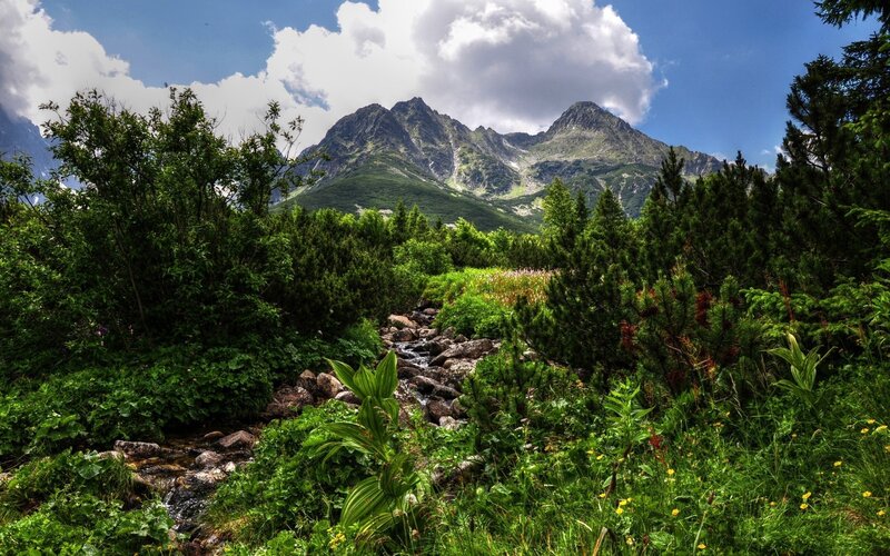 Mountain Stream in Forest — Green, Serene, Afternoon, Photograph, Mountains