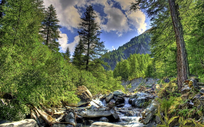 Mountain Stream in Forest — Green, Serene, Afternoon, Photograph