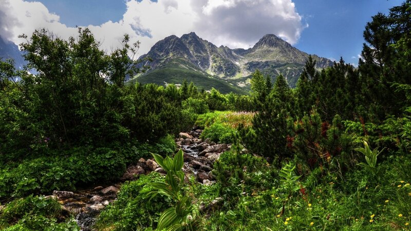 Mountain Stream in Forest — Green, Serene, Afternoon, Photograph, Trees, Rocks, Mountains