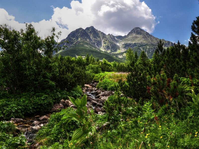 Mountain Stream in Forest — Green, Serene, Afternoon
