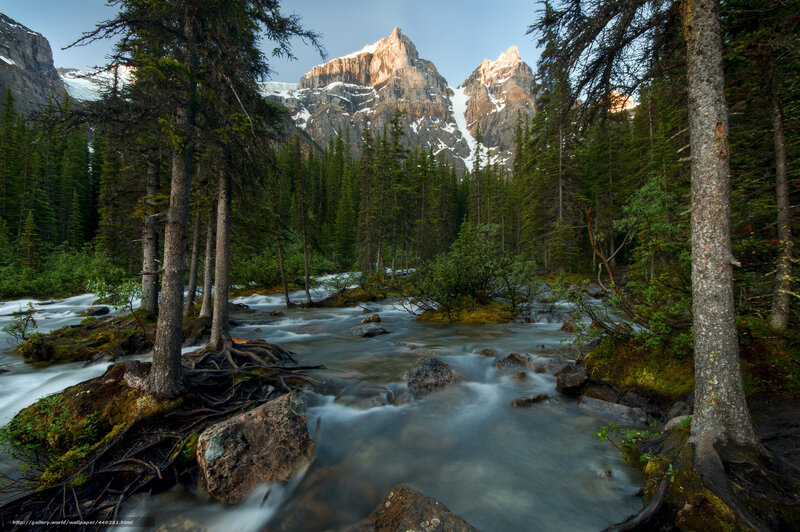 Mountain Stream in Forest — Green, Serene, Morning, Photograph, Trees, Rocks