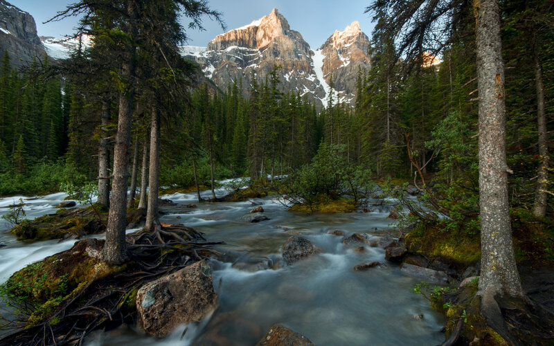 Mountain Stream in Forest — Green, Serene, Morning