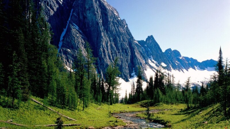 Mountain Stream in Forest — Green, Serene, Summer, Photograph