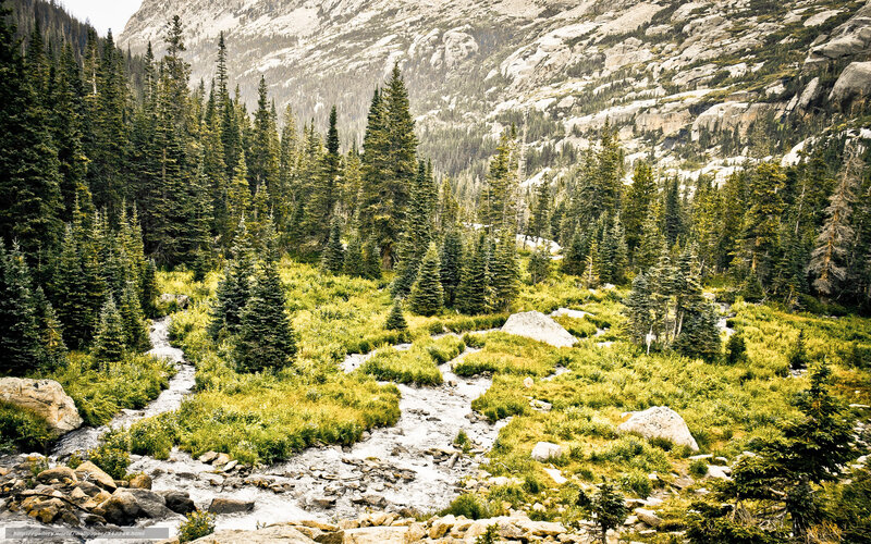 Mountain stream in forest valley