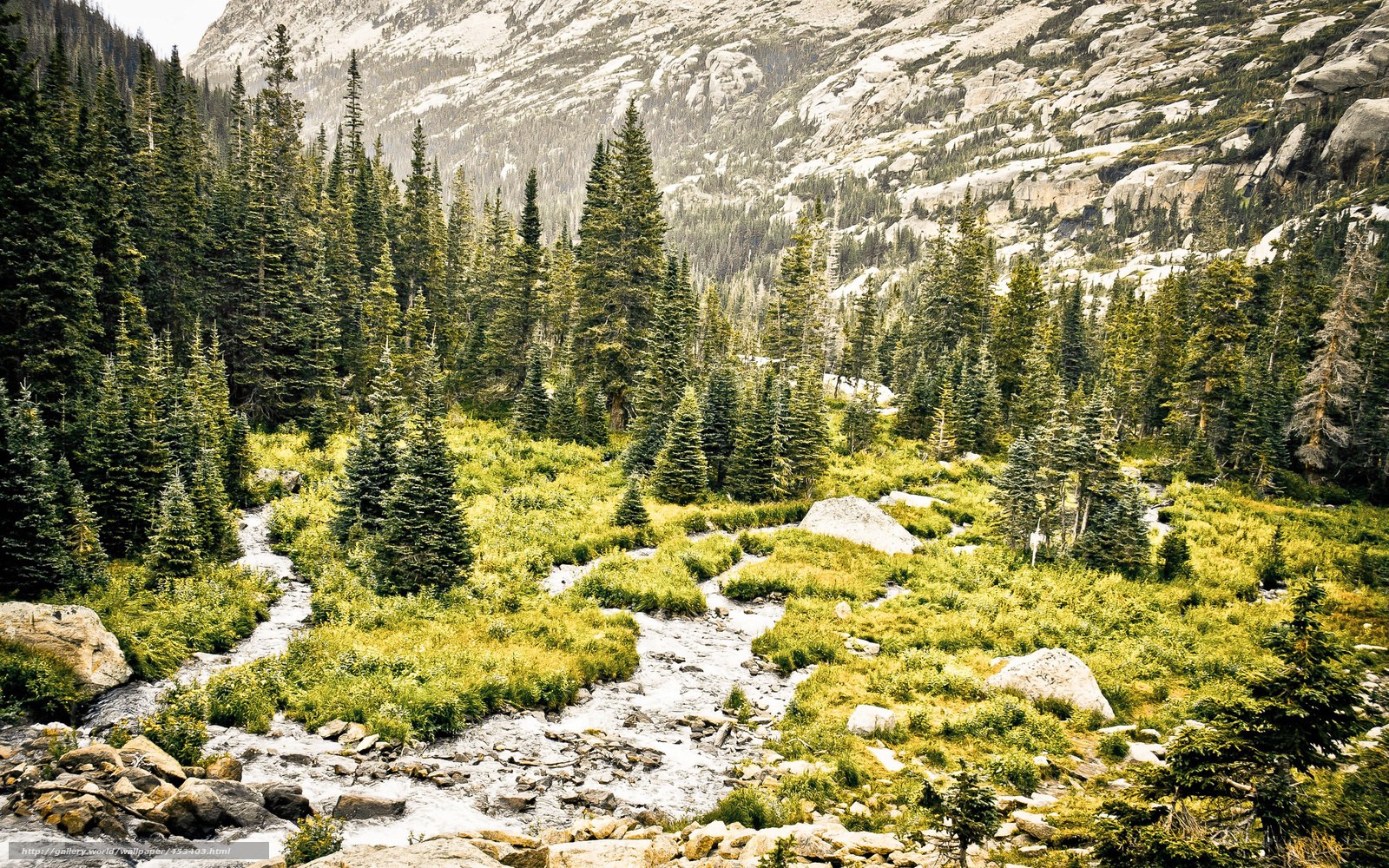 Mountain stream in forest valley