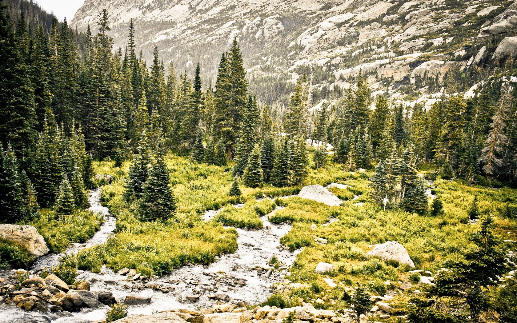 Mountain stream in forest valley