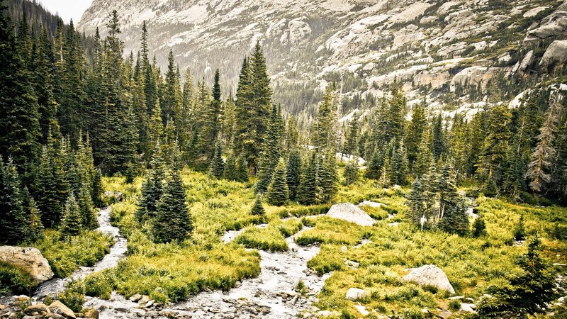 Mountain stream in forest valley
