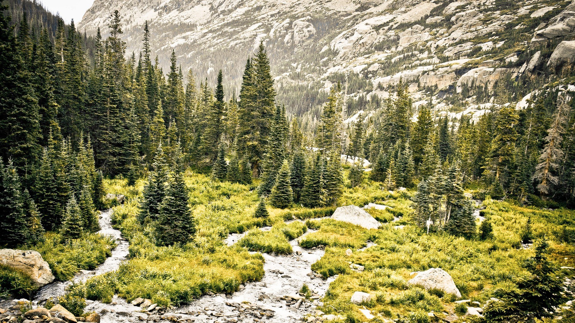 Mountain stream in forest valley