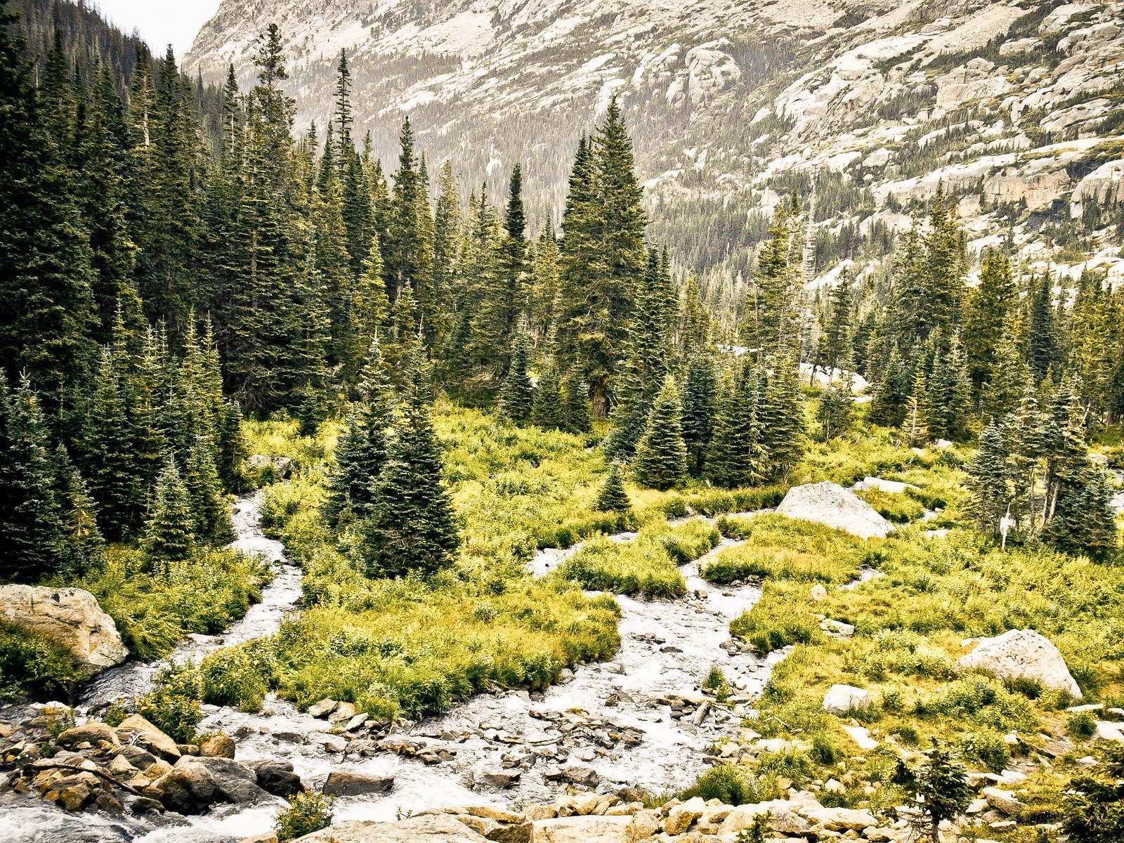 Mountain stream in forest valley