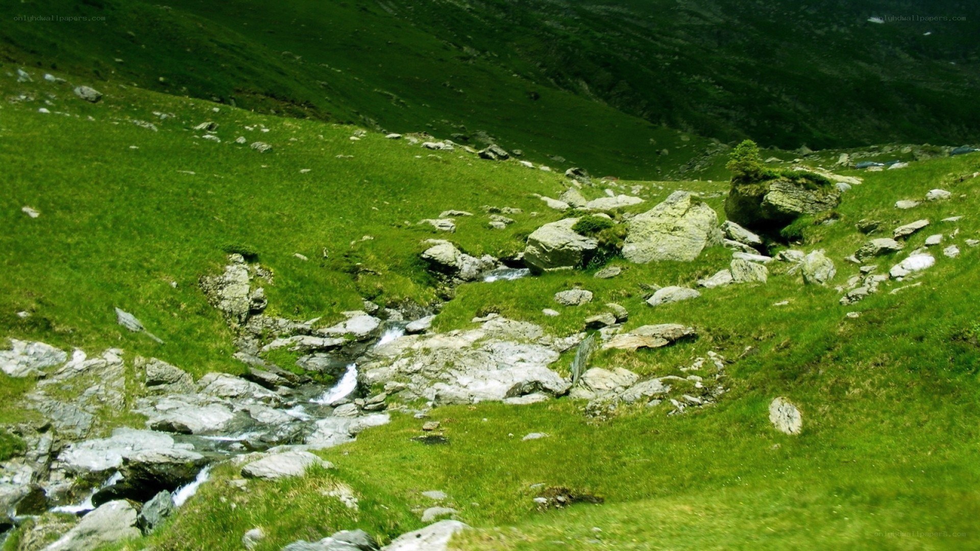 Mountain stream in green valley