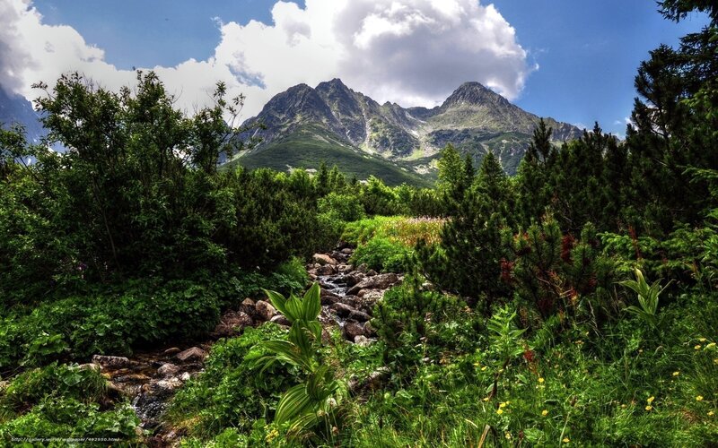 Mountain stream in lush forest
