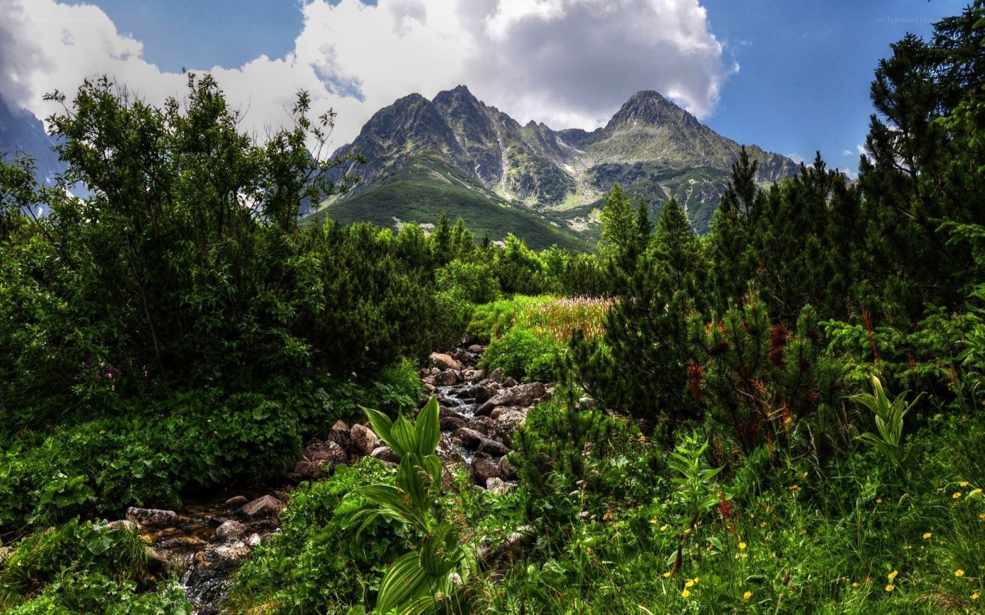 Mountain stream in lush valley
