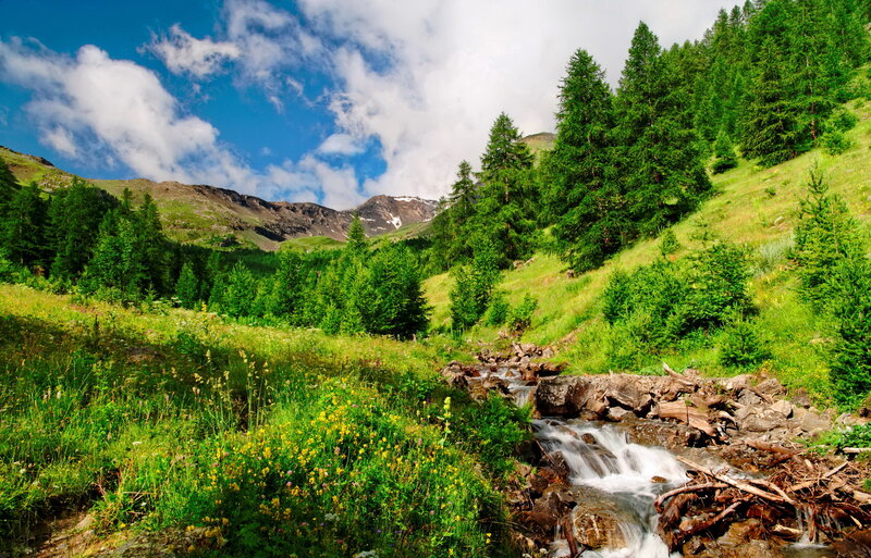 Mountain Stream in Meadow — Green, Serene, Summer