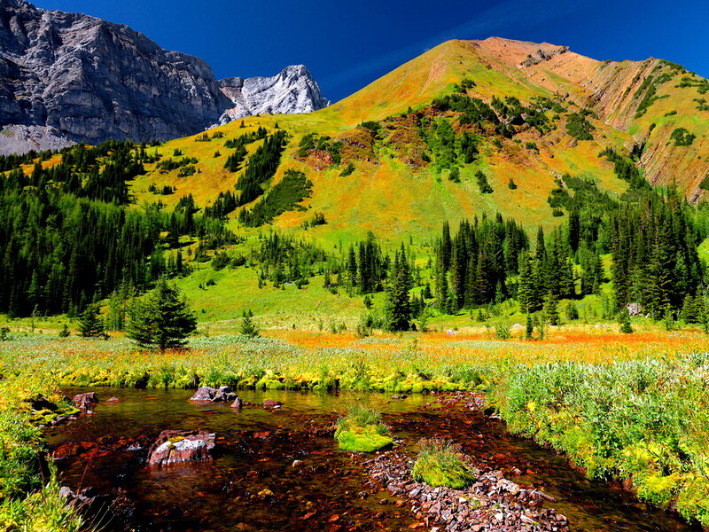 Mountain Stream in Meadow — Green, Serene