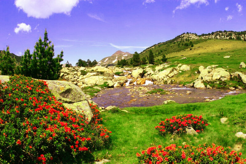 Mountain Stream with Flowers — Green, Serene, Summer, Photograph