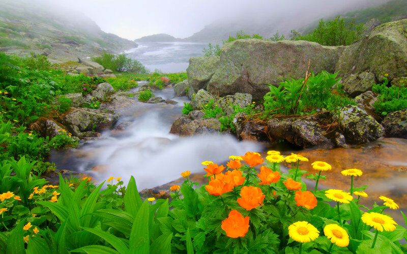 Mountain Stream with Flowers — Green, Serene