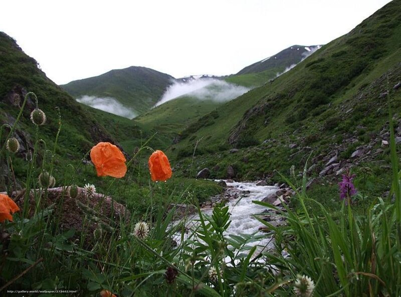 Mountain stream with poppies