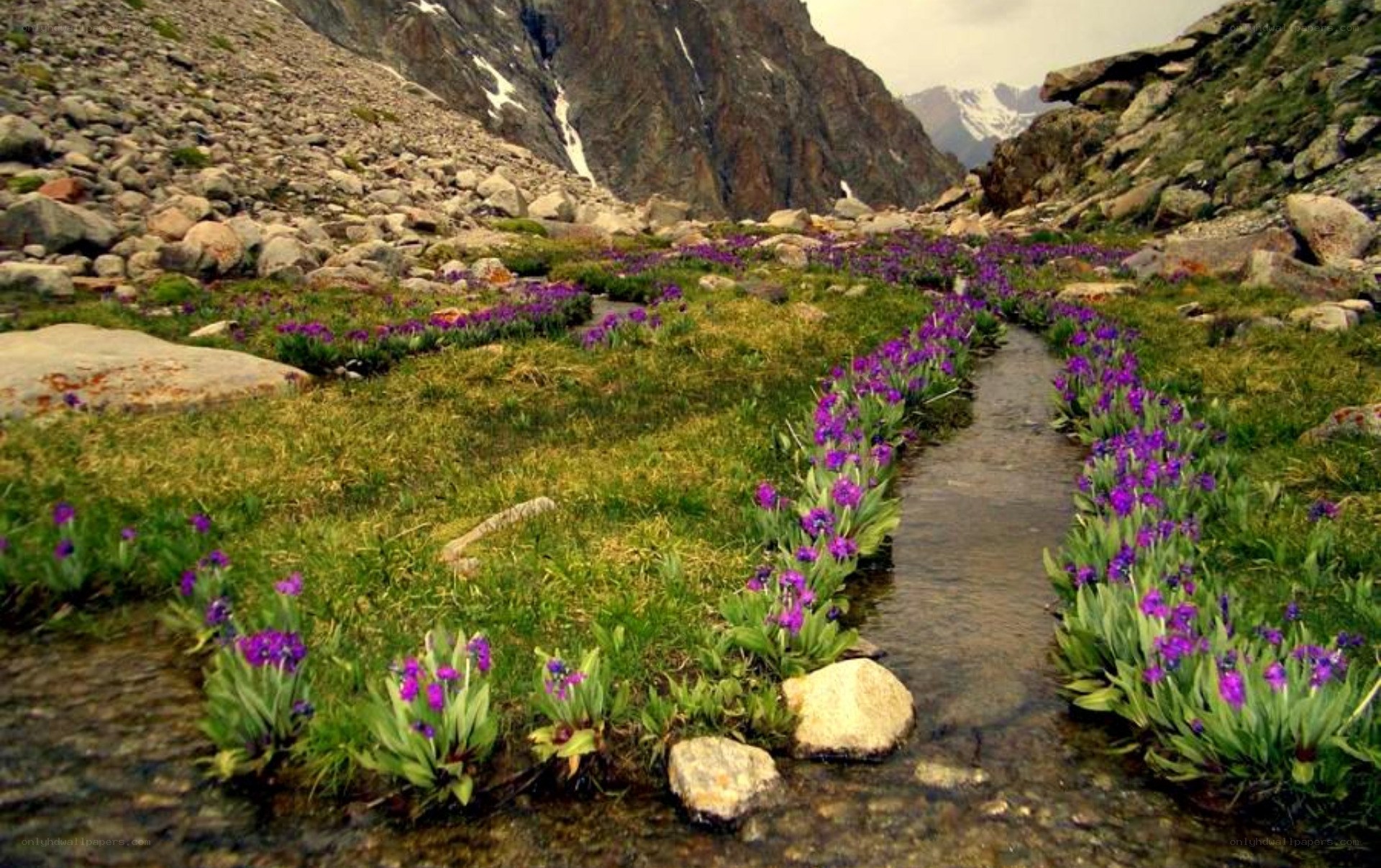 Mountain stream with purple flowers