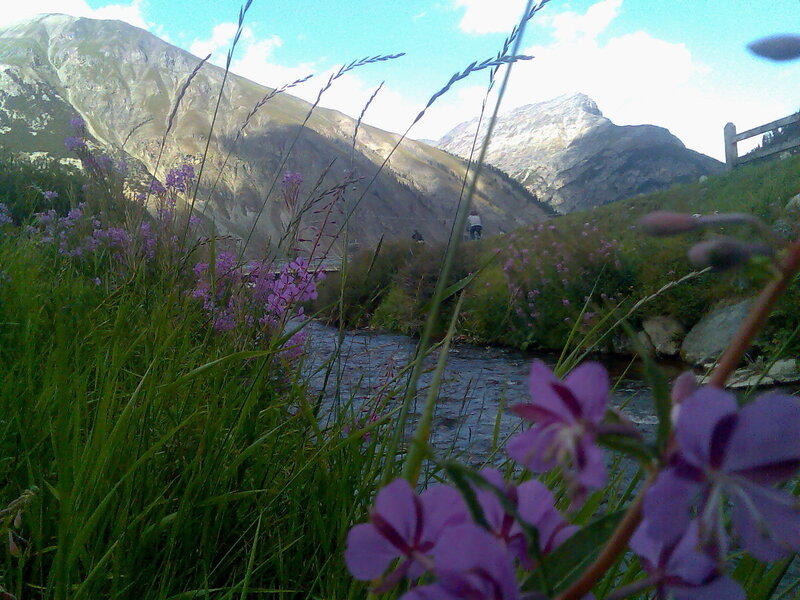 Mountain stream with purple flowers