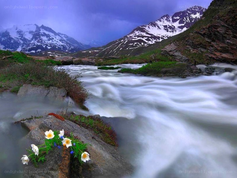 Mountain stream with wildflowers