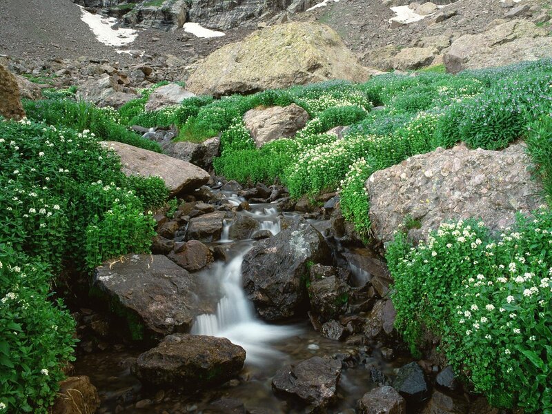 Mountain stream with wildflowers