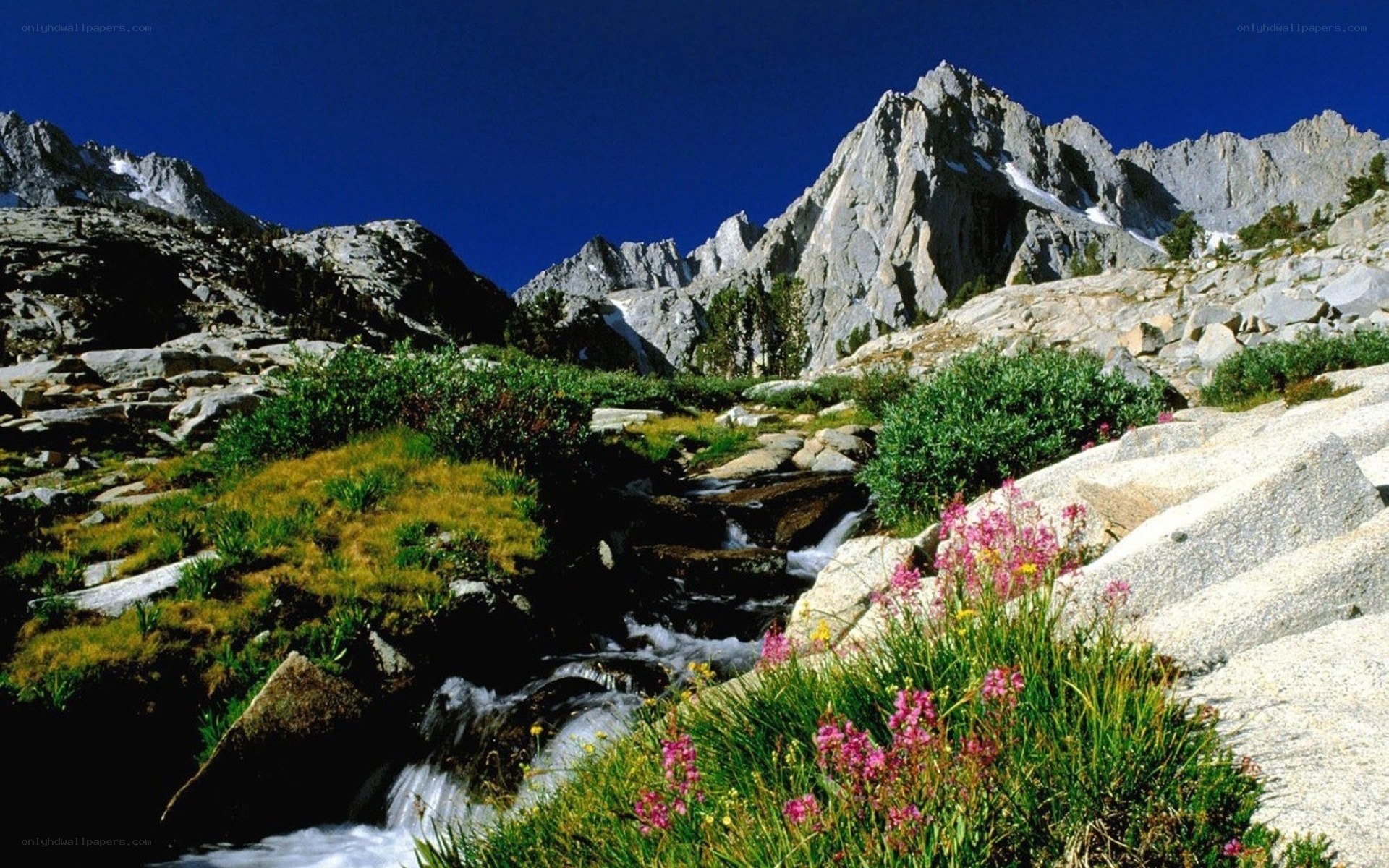 Mountain stream with wildflowers