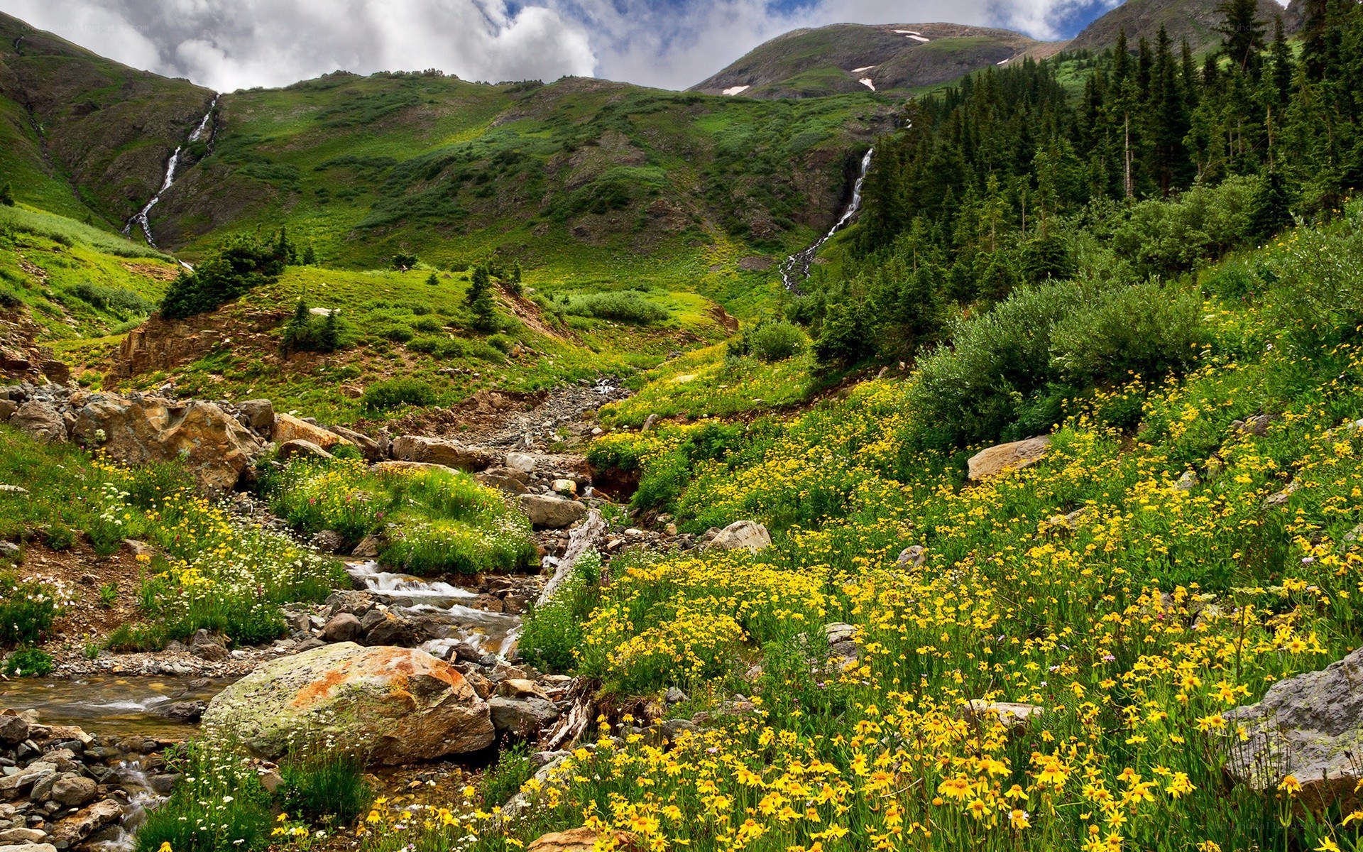 Mountain stream with wildflowers